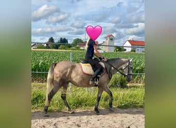 Deutsches Reitpony Mix, Stute, 3 Jahre, 143 cm, Schimmel