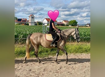 Deutsches Reitpony Mix, Stute, 3 Jahre, 143 cm, Schimmel