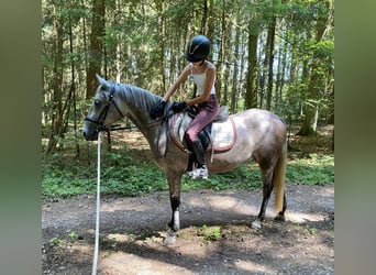 Deutsches Reitpony Mix, Stute, 3 Jahre, 143 cm, Schimmel