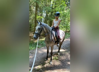 Deutsches Reitpony Mix, Stute, 3 Jahre, 143 cm, Schimmel