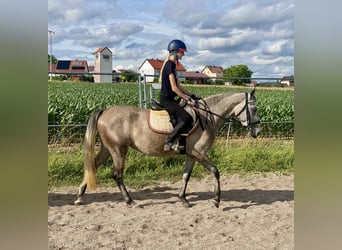 Deutsches Reitpony Mix, Stute, 3 Jahre, 143 cm, Schimmel