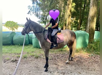 Deutsches Reitpony Mix, Stute, 3 Jahre, 143 cm, Schimmel