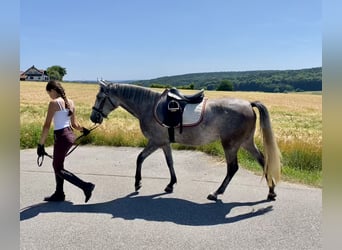 Deutsches Reitpony Mix, Stute, 3 Jahre, 143 cm, Schimmel