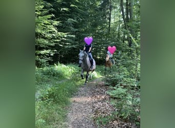 Deutsches Reitpony Mix, Stute, 3 Jahre, 143 cm, Schimmel