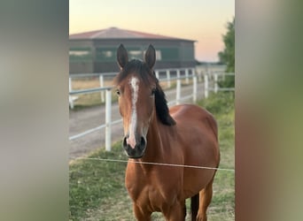Deutsches Reitpony, Stute, 3 Jahre, 144 cm, Brauner