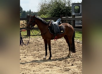 Deutsches Reitpony, Stute, 3 Jahre, 144 cm, Brauner