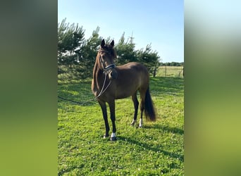 Deutsches Reitpony, Stute, 3 Jahre, 144 cm, Brauner