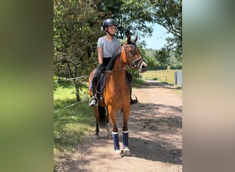 Deutsches Reitpony, Stute, 3 Jahre, 144 cm, Brauner