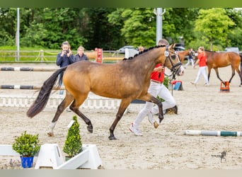 Deutsches Reitpony, Stute, 3 Jahre, 144 cm, Buckskin