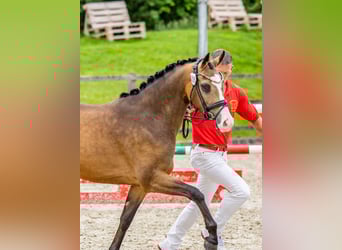 Deutsches Reitpony, Stute, 3 Jahre, 144 cm, Buckskin