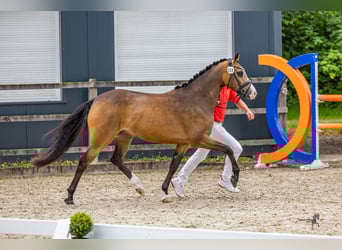 Deutsches Reitpony, Stute, 3 Jahre, 144 cm, Buckskin