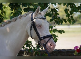 Deutsches Reitpony, Stute, 3 Jahre, 144 cm, Cremello