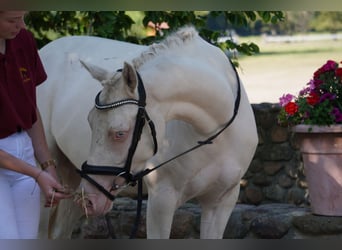 Deutsches Reitpony, Stute, 3 Jahre, 144 cm, Cremello