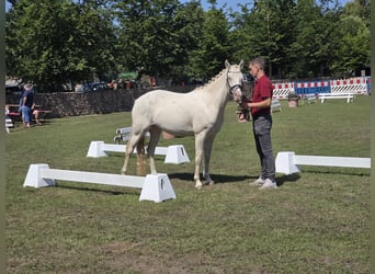 Deutsches Reitpony, Stute, 3 Jahre, 144 cm, Cremello