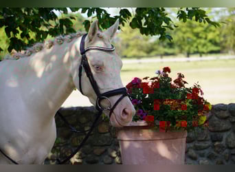 Deutsches Reitpony, Stute, 3 Jahre, 144 cm, Cremello