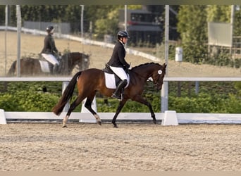 Deutsches Reitpony, Stute, 3 Jahre, 144 cm, Dunkelbrauner