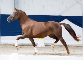 Deutsches Reitpony, Stute, 3 Jahre, 144 cm, Dunkelfuchs