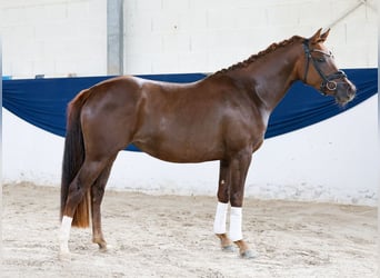 Deutsches Reitpony, Stute, 3 Jahre, 144 cm, Dunkelfuchs