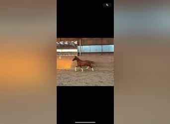 Deutsches Reitpony, Stute, 3 Jahre, 144 cm, Dunkelfuchs