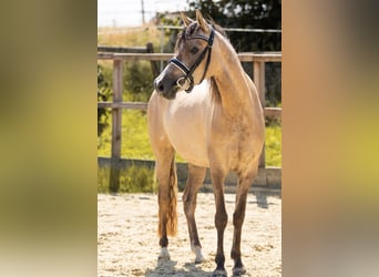 Deutsches Reitpony, Stute, 3 Jahre, 144 cm, Falbe