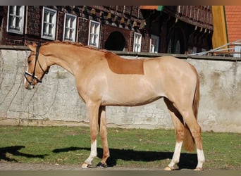 Deutsches Reitpony, Stute, 3 Jahre, 144 cm, Falbe