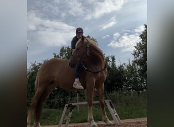 Deutsches Reitpony Mix, Stute, 3 Jahre, 144 cm, Fuchs