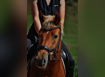 Deutsches Reitpony Mix, Stute, 3 Jahre, 144 cm, Fuchs