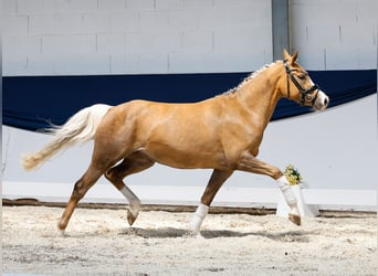 Deutsches Reitpony, Stute, 3 Jahre, 144 cm, Palomino