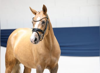 Deutsches Reitpony, Stute, 3 Jahre, 144 cm, Palomino