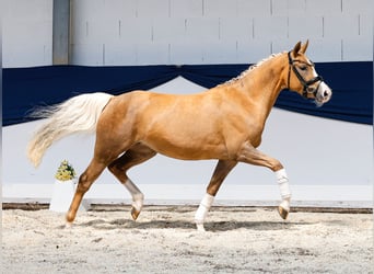 Deutsches Reitpony, Stute, 3 Jahre, 144 cm, Palomino