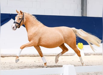 Deutsches Reitpony, Stute, 3 Jahre, 144 cm, Palomino