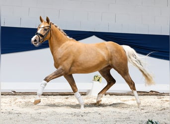 Deutsches Reitpony, Stute, 3 Jahre, 144 cm, Palomino