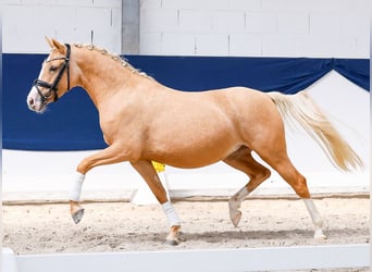 Deutsches Reitpony, Stute, 3 Jahre, 144 cm, Palomino