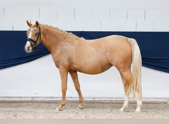 Deutsches Reitpony, Stute, 3 Jahre, 144 cm, Palomino