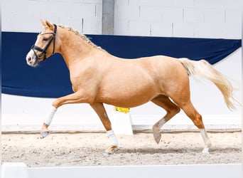 Deutsches Reitpony, Stute, 3 Jahre, 144 cm, Palomino