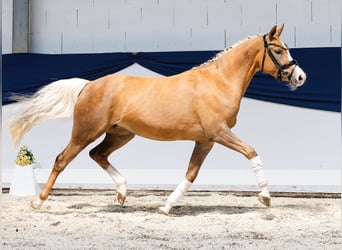 Deutsches Reitpony, Stute, 3 Jahre, 144 cm, Palomino