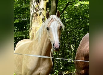 Deutsches Reitpony, Stute, 3 Jahre, 144 cm, Palomino