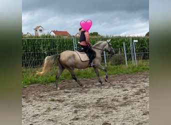 Deutsches Reitpony Mix, Stute, 3 Jahre, 144 cm, Schimmel