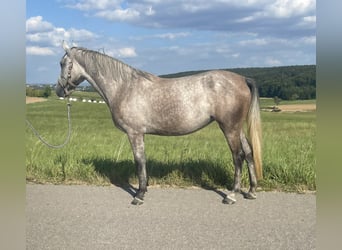 Deutsches Reitpony Mix, Stute, 3 Jahre, 144 cm, Schimmel