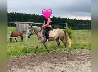 Deutsches Reitpony Mix, Stute, 3 Jahre, 144 cm, Schimmel