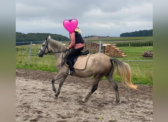Deutsches Reitpony Mix, Stute, 3 Jahre, 144 cm, Schimmel