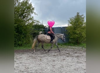 Deutsches Reitpony Mix, Stute, 3 Jahre, 144 cm, Schimmel