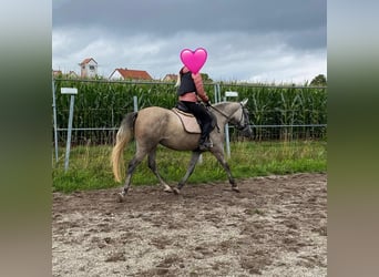 Deutsches Reitpony Mix, Stute, 3 Jahre, 144 cm, Schimmel