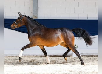 Deutsches Reitpony, Stute, 3 Jahre, 145 cm, Brauner
