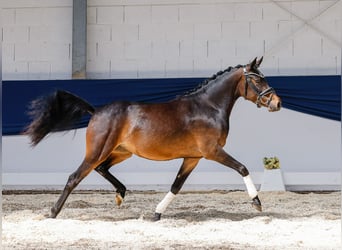 Deutsches Reitpony, Stute, 3 Jahre, 145 cm, Brauner