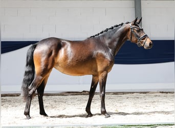 Deutsches Reitpony, Stute, 3 Jahre, 145 cm, Brauner