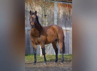 Deutsches Reitpony Mix, Stute, 3 Jahre, 145 cm, Brauner