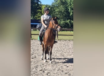 Deutsches Reitpony, Stute, 3 Jahre, 145 cm, Brauner