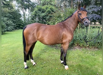 Deutsches Reitpony, Stute, 3 Jahre, 145 cm, Brauner