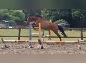 Deutsches Reitpony, Stute, 3 Jahre, 145 cm, Brauner